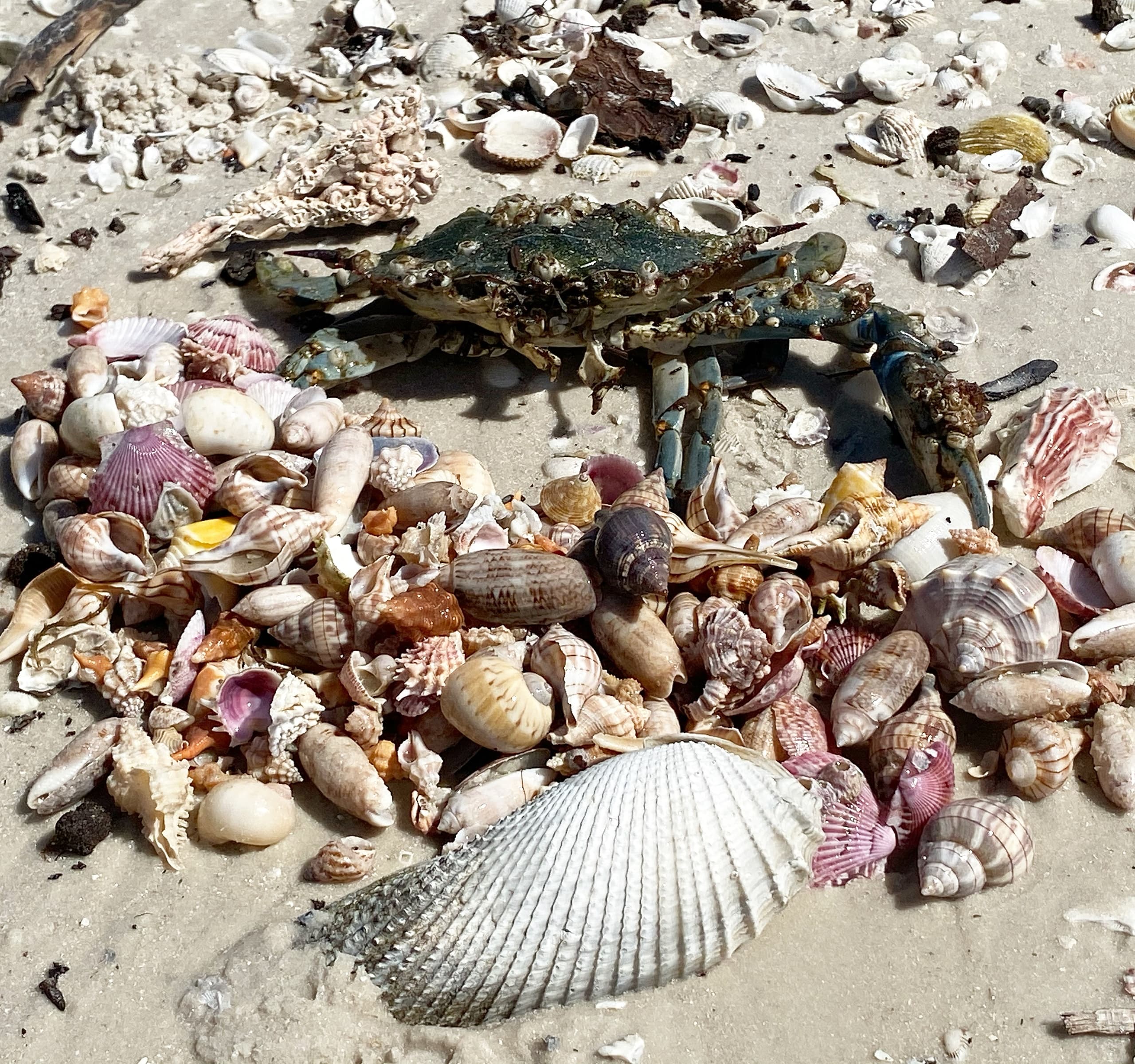 Treasure Seekers Shell Tours fleet