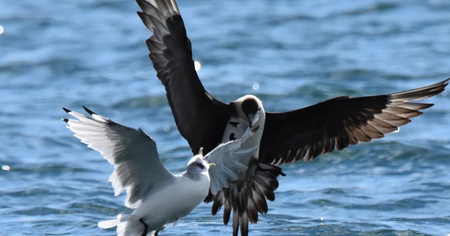 Black-backed gull and seagull squabbling over fish above ocean