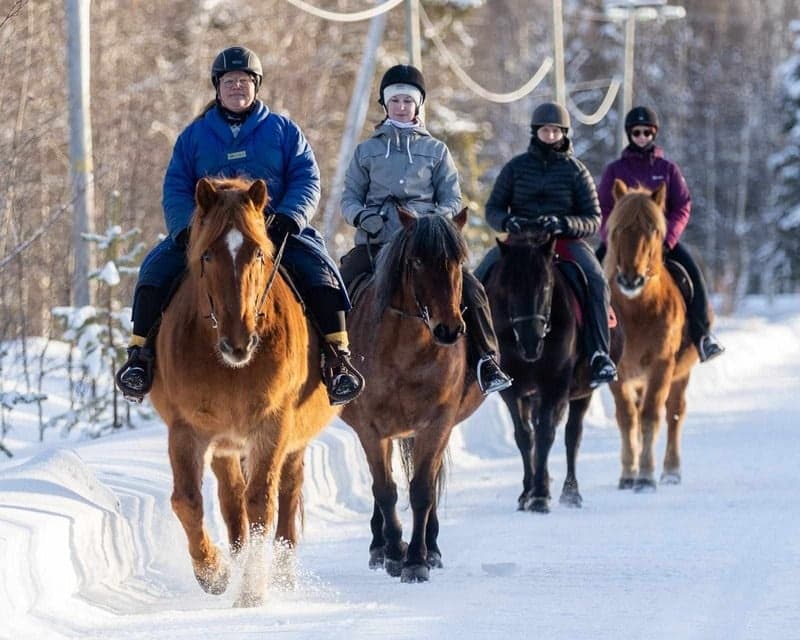 Four riders on Icelandic horses trotting down a snowy forest road