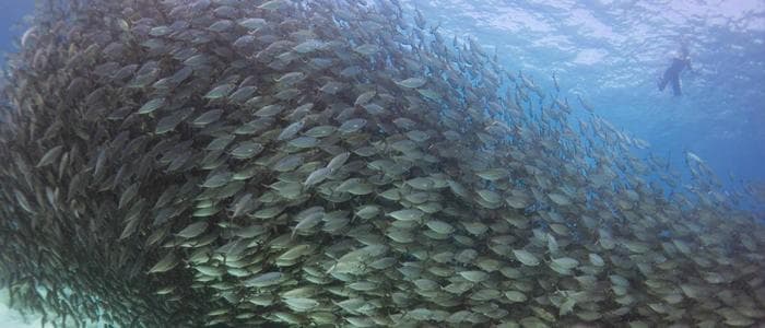 Water Activities with Wild Hawaii Ocean Adventures in Kona