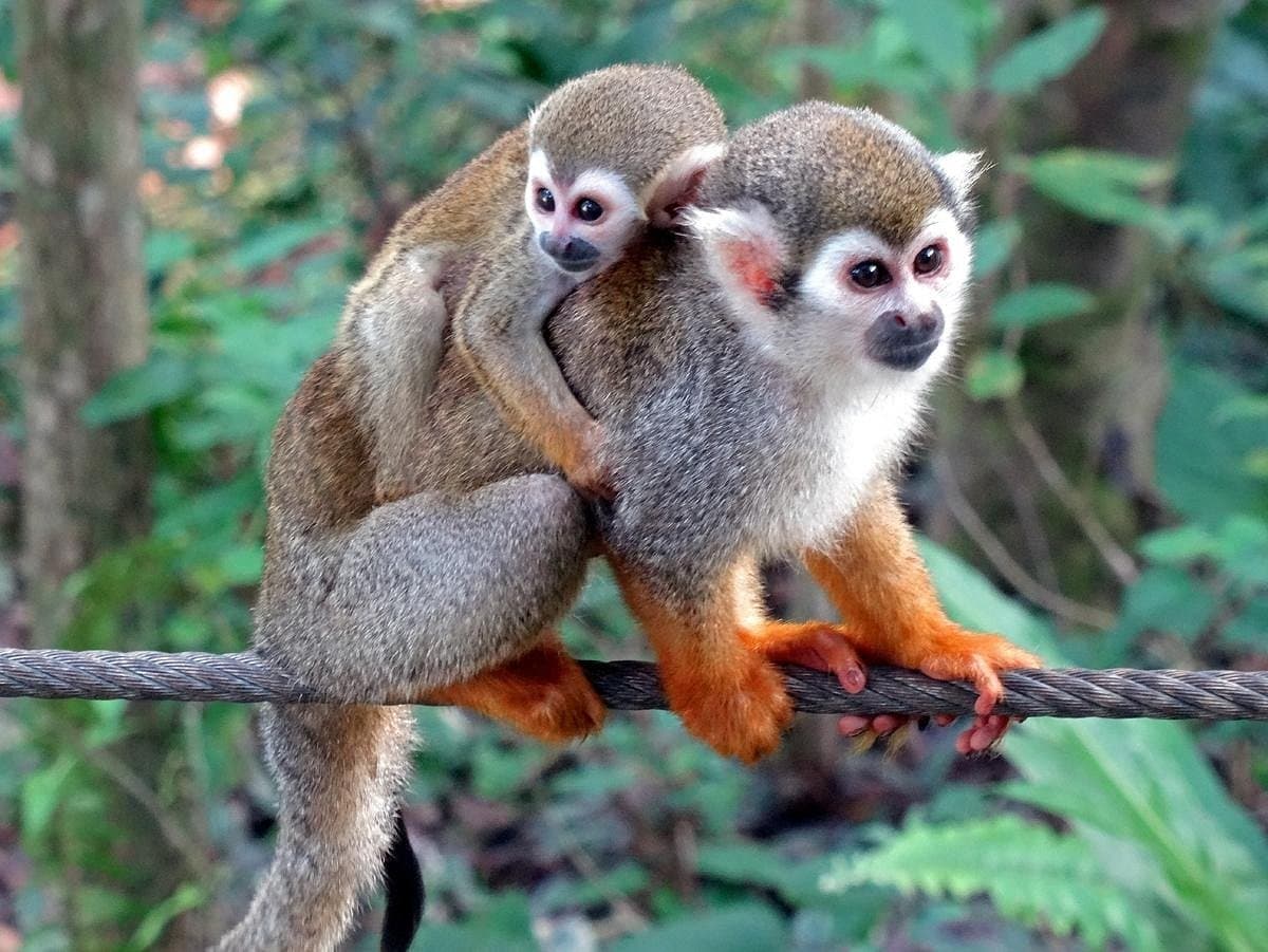 Off-Road Buggy to Rio de Damajagua: Monkey Encounter & Waterfalls near Puerto Plata