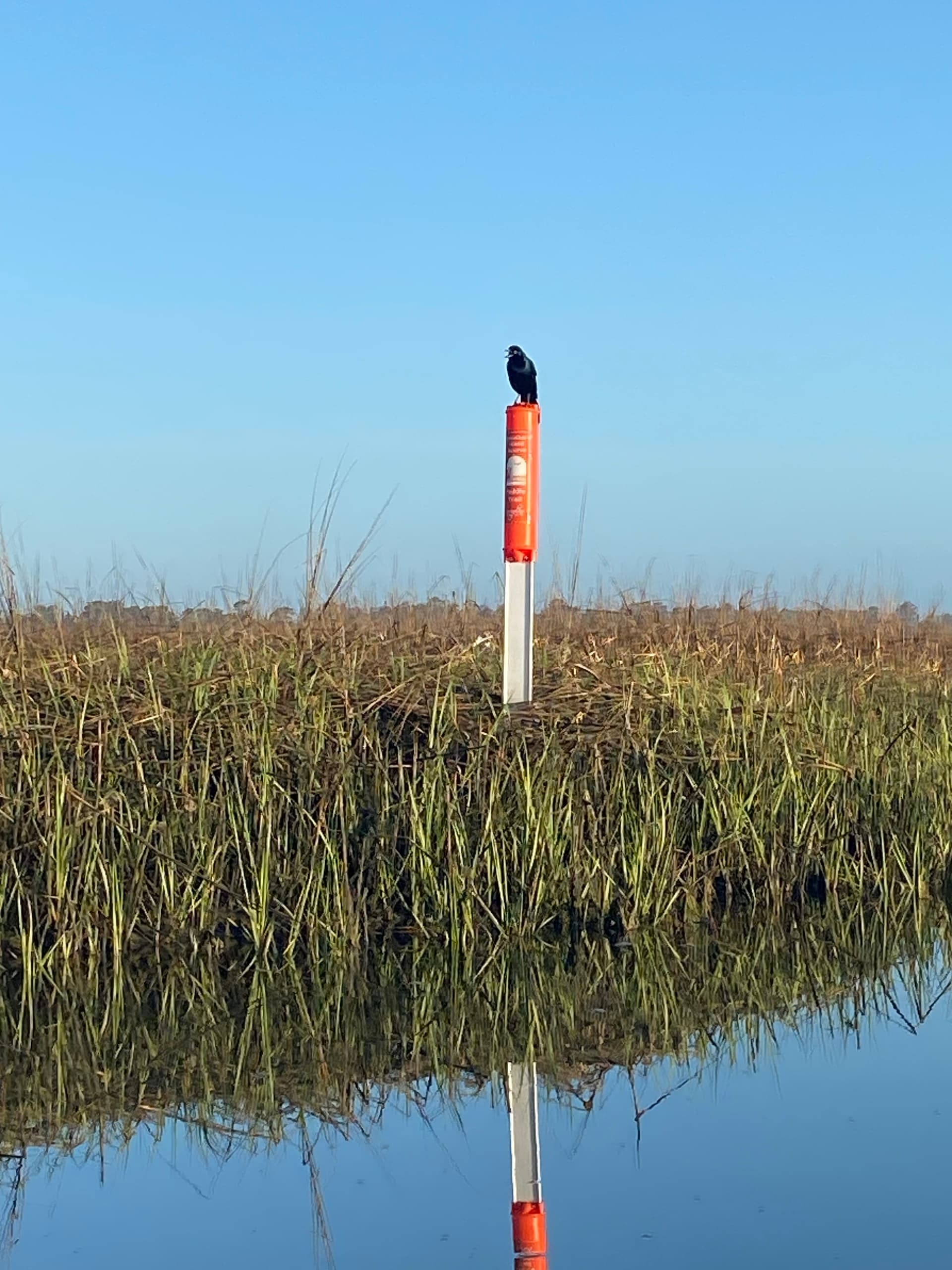 Paddle Masonboro Island: Guided Kayak Adventure Through Wilmington’s Intracoastal Waterways photo 2