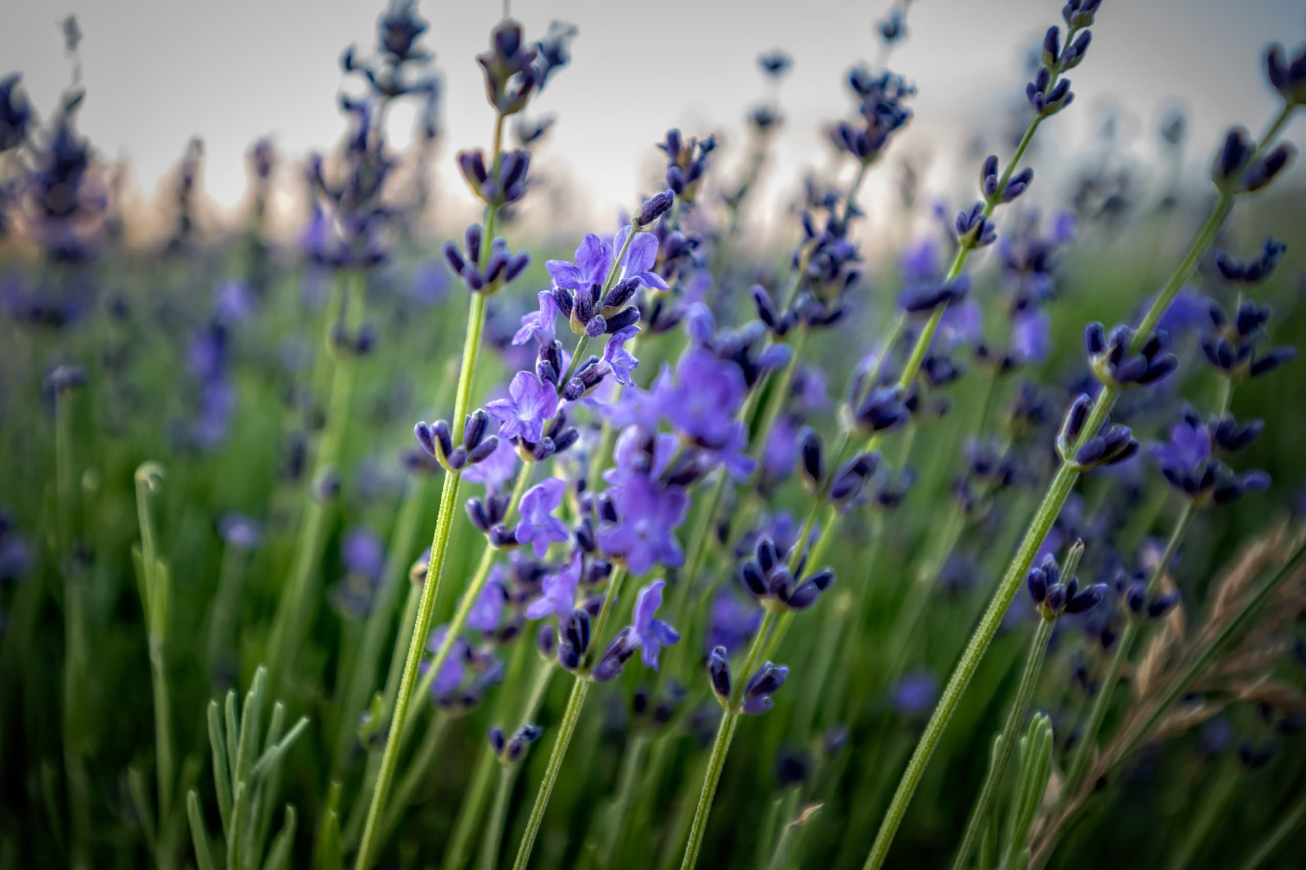Private Lavender Tours in Heber City: Custom Field Experiences at 1850 Edwards Ln