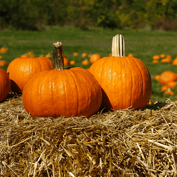 Hayride & Pumpkin Picking Birthday Parties at Abma's Farm, NJ