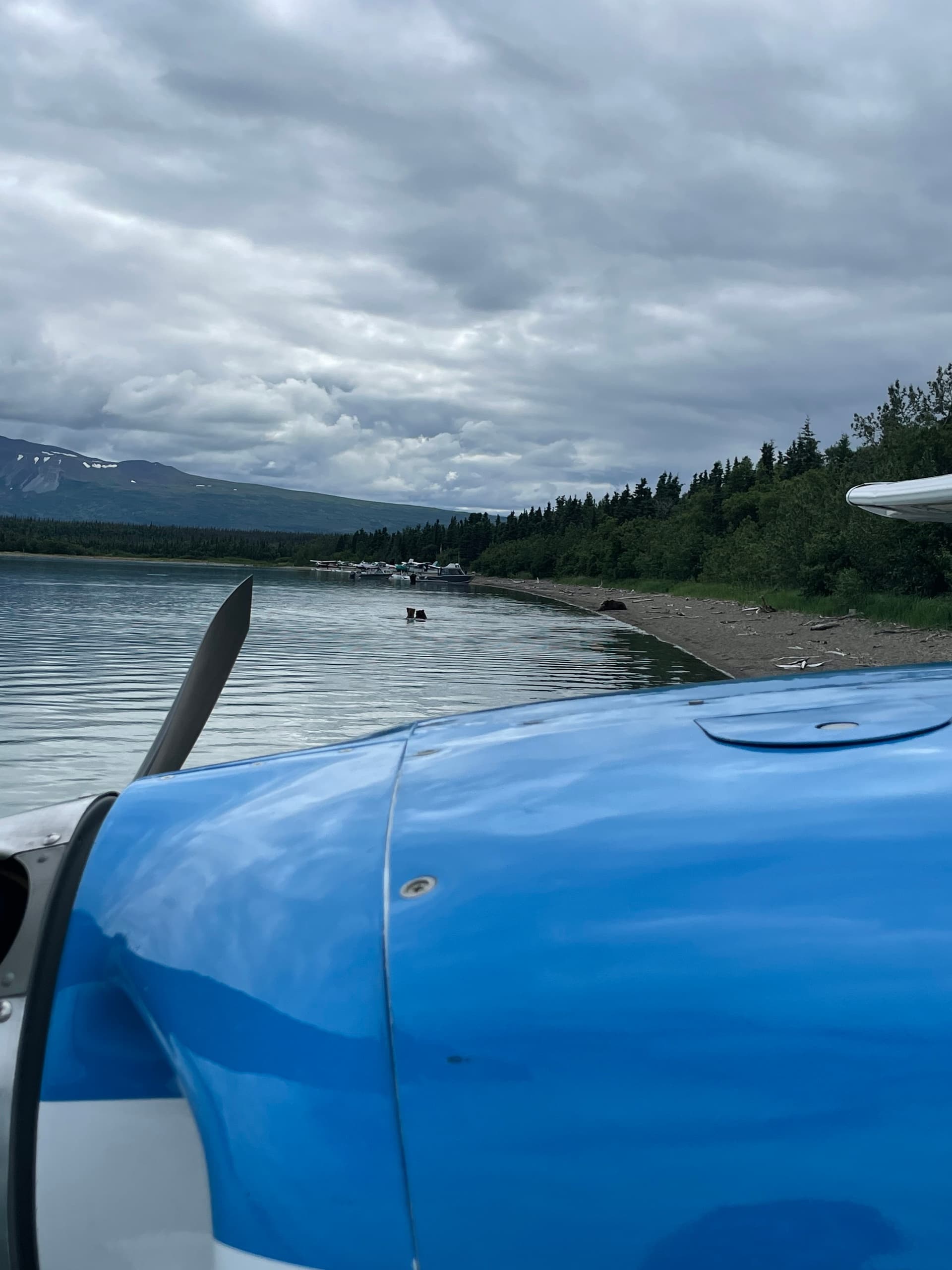 Bear Tracks & Tundra Flights: Palmer Flightseeing to Lake Clark Bear Country photo 2