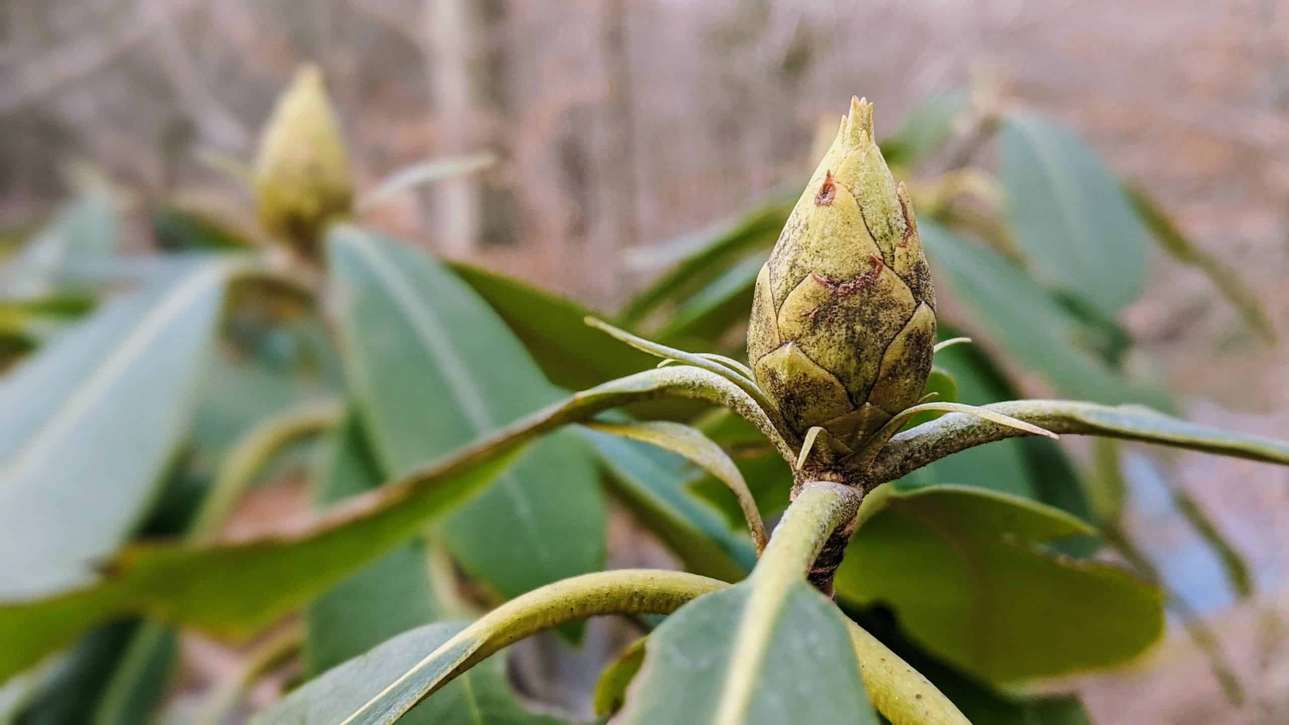 Knowing Native Plants: Plant ID at Bowman's Hill Wildflower Preserve (New Hope, PA)