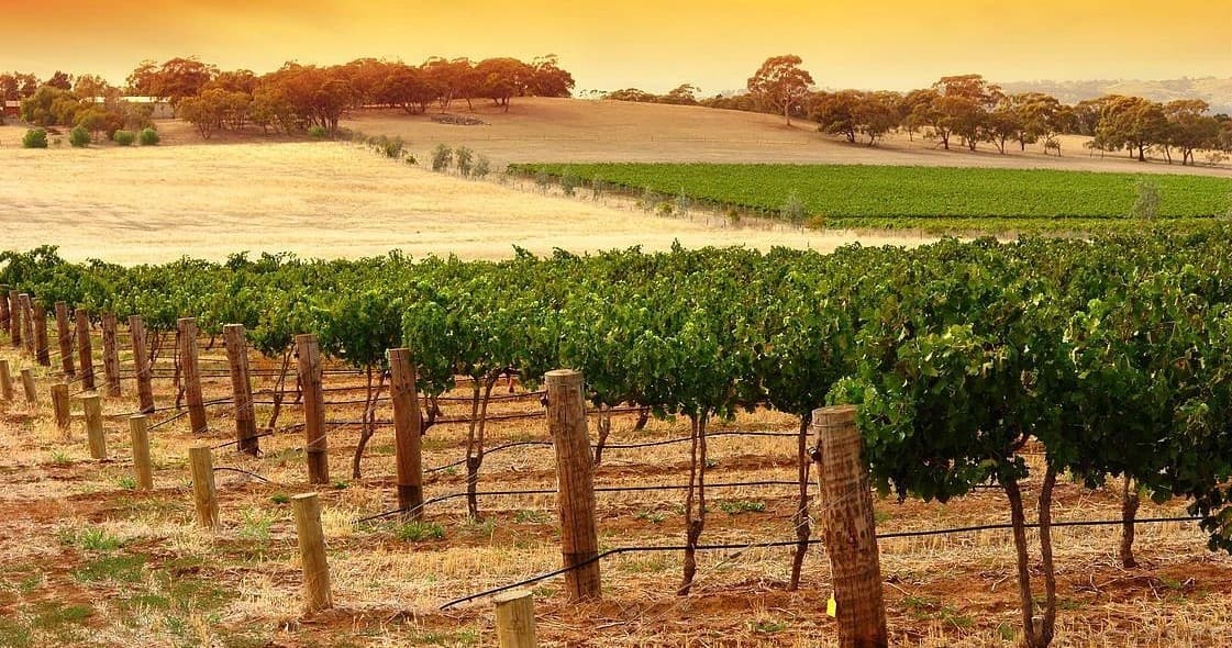 Vineyard rows at sunrise showing Kangaroo Island wine touring
