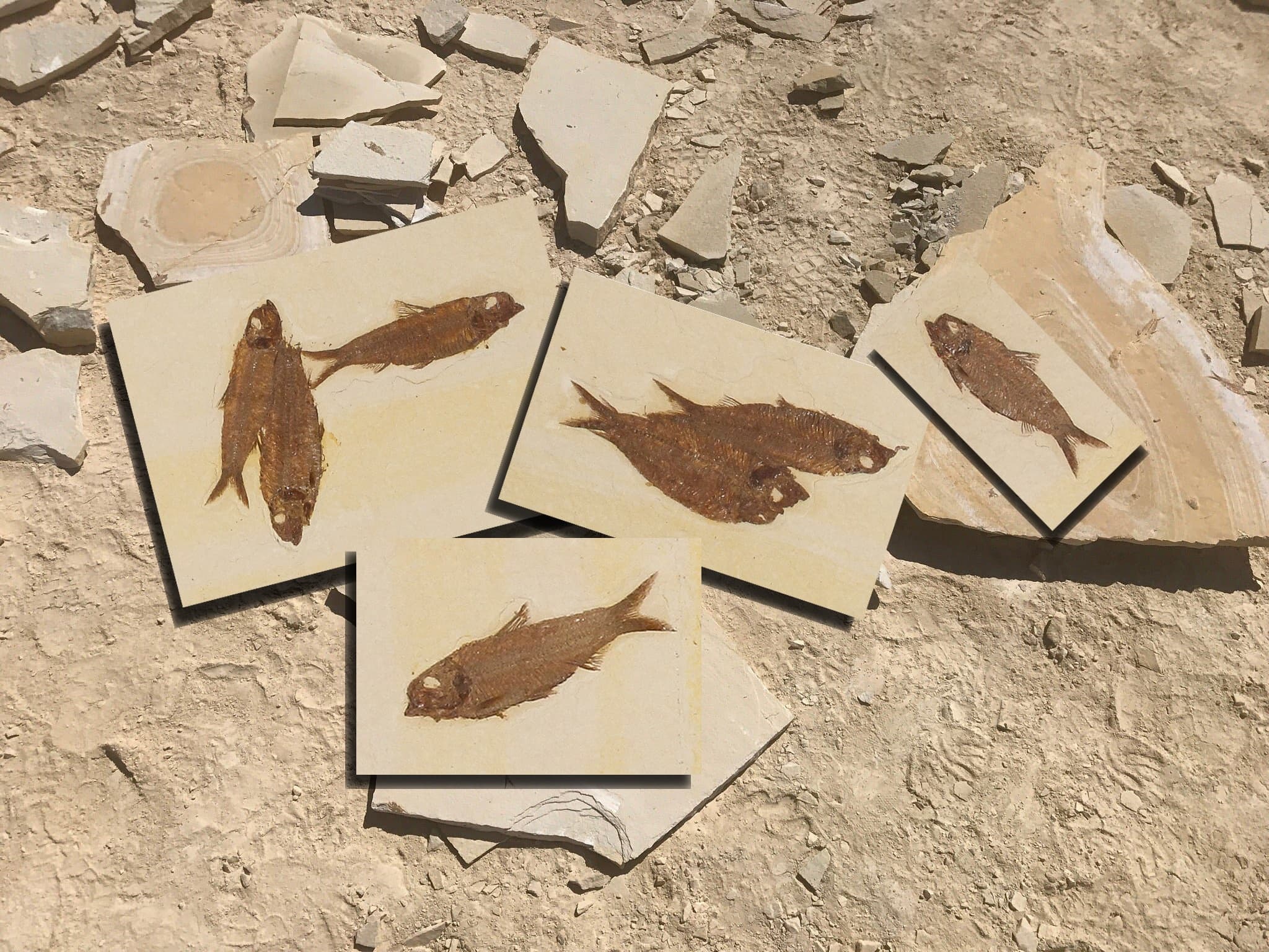 Multiple fish fossils on split rock slabs at desert quarry floor