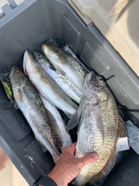 Hook, Swim, Repeat: Fishing Flats and Crystal Springs in Yankeetown