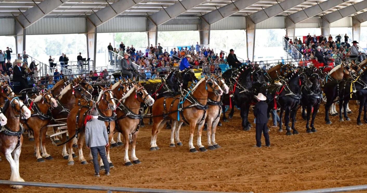 Front-Row at the Grandview Invitational: VIP Passes for Ocala's Draft Horse Spectacle photo 1