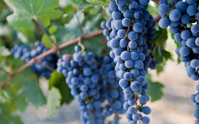 Close-up clusters of purple wine grapes on vineyard vine