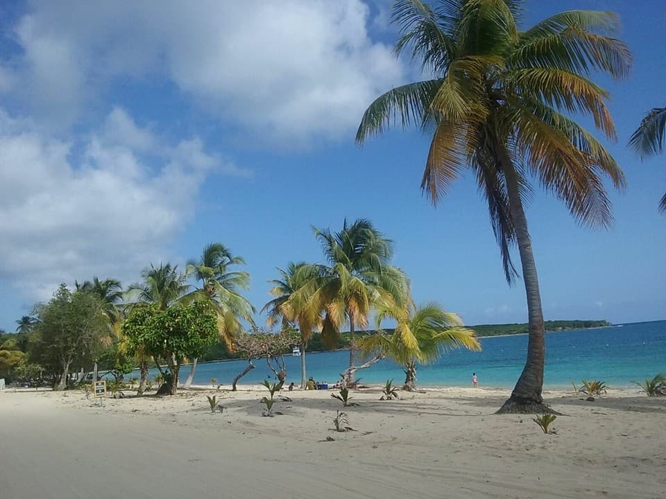 Tropical palm-lined sandy beach with turquoise ocean waters