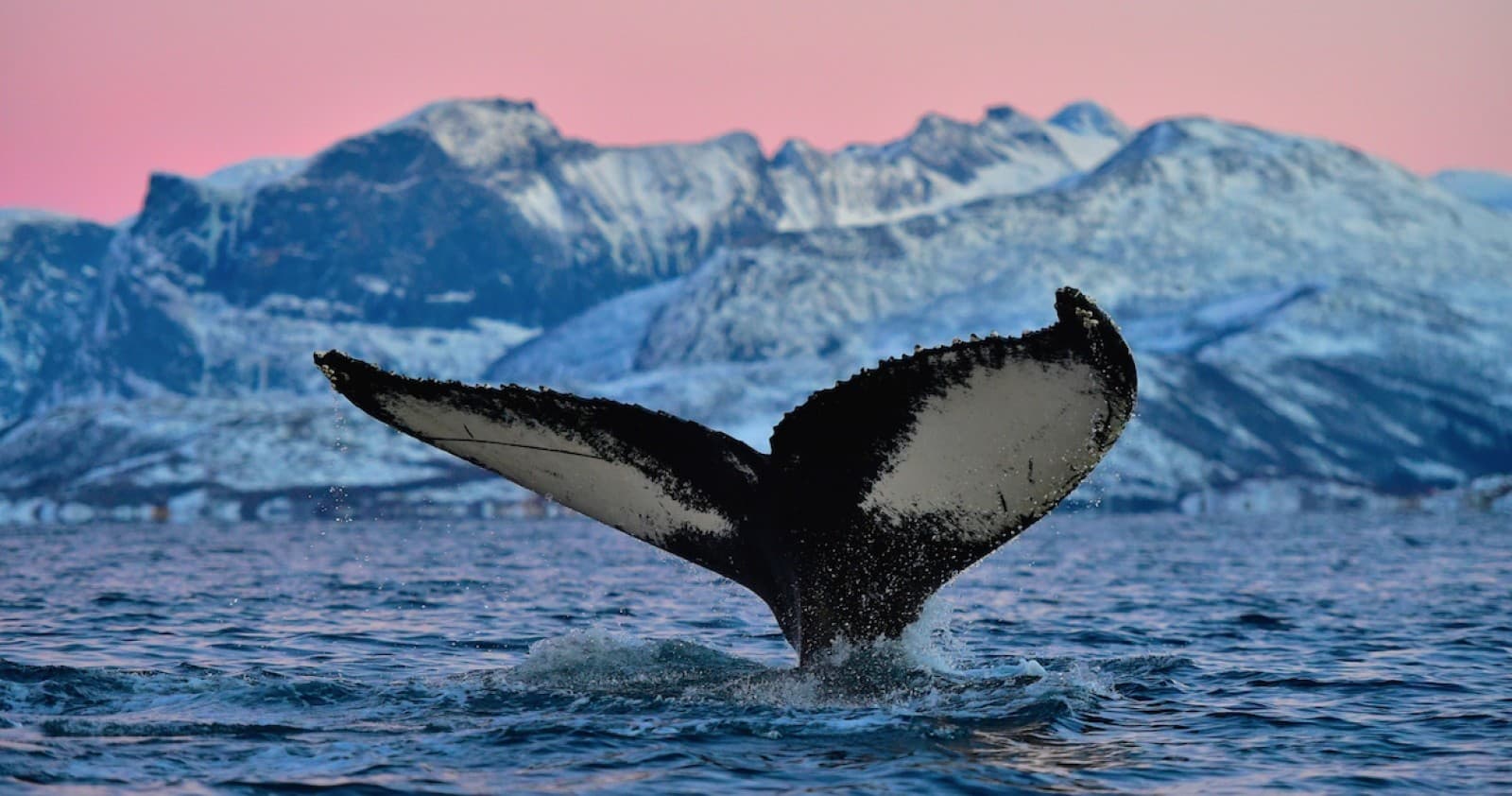 Experience the Magic of Norway’s Christmas Expedition on Senja Island