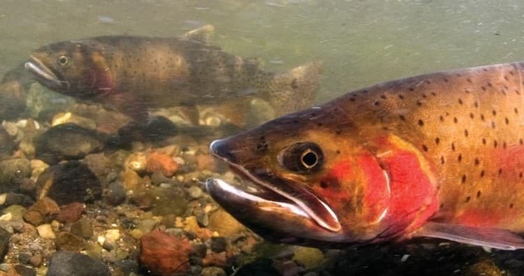 Yellowstone Full Day Fly Fishing with Casanova Guided Tours in Montana
