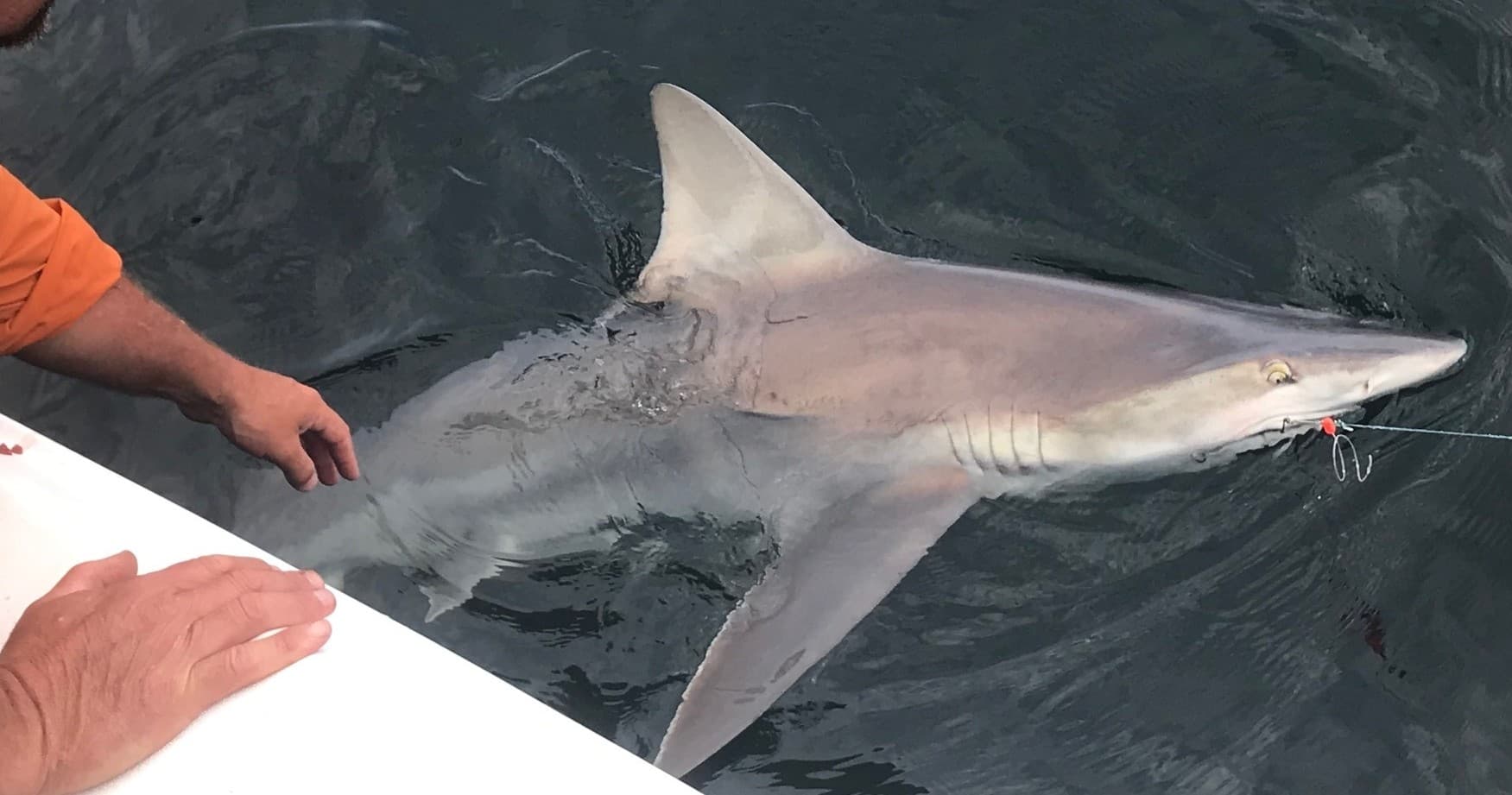 Fishing Charters & Shark Adventures with Fins and Family Fishing