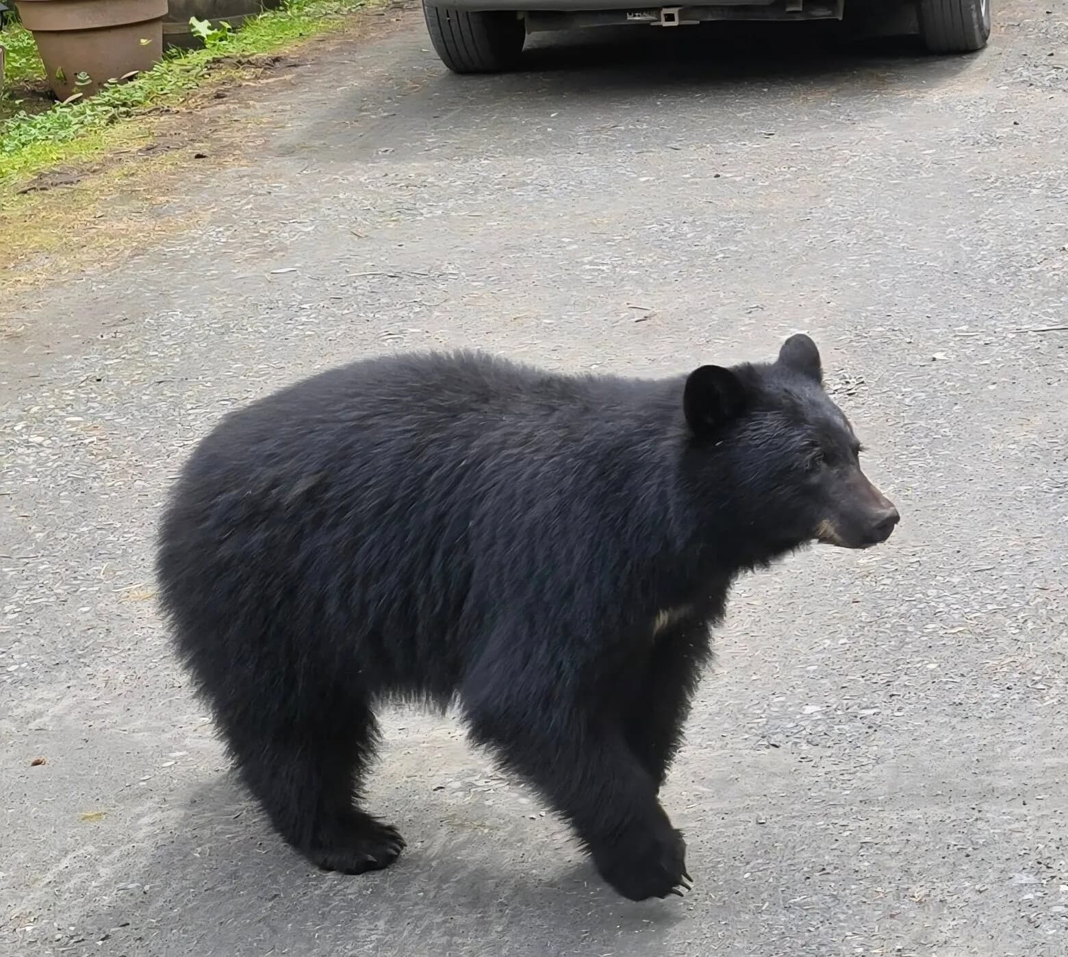 Ketchikan Wildlife & Waterfalls: Herring Cove Bears, Rainbow Falls & Tide Pools