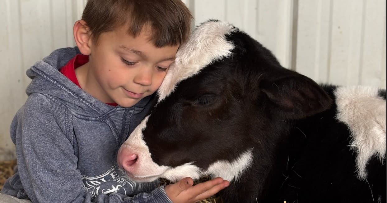 Child cuddling dairy calf in barn straw at family farm