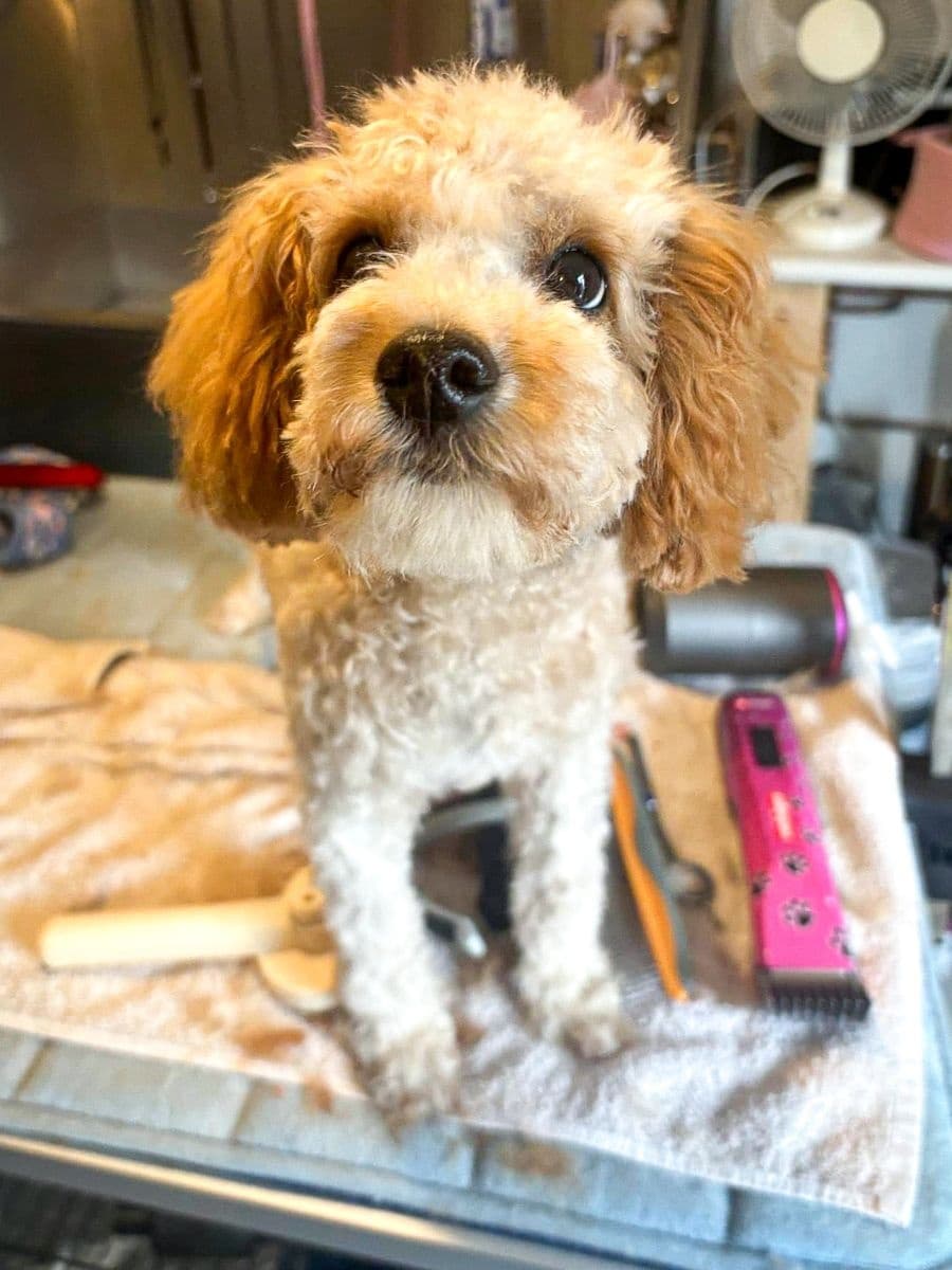 Pet Care & Dog Boarding at Poppy's Perfect Pups
