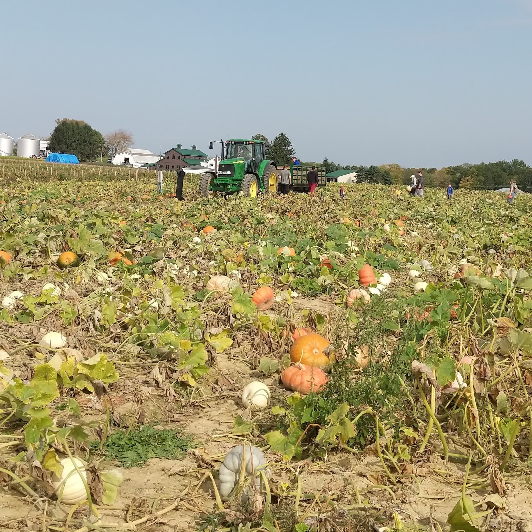 Autumn Farm Fun in Poland Ohio: Corn Maze, Hayrides & Pumpkin Picking