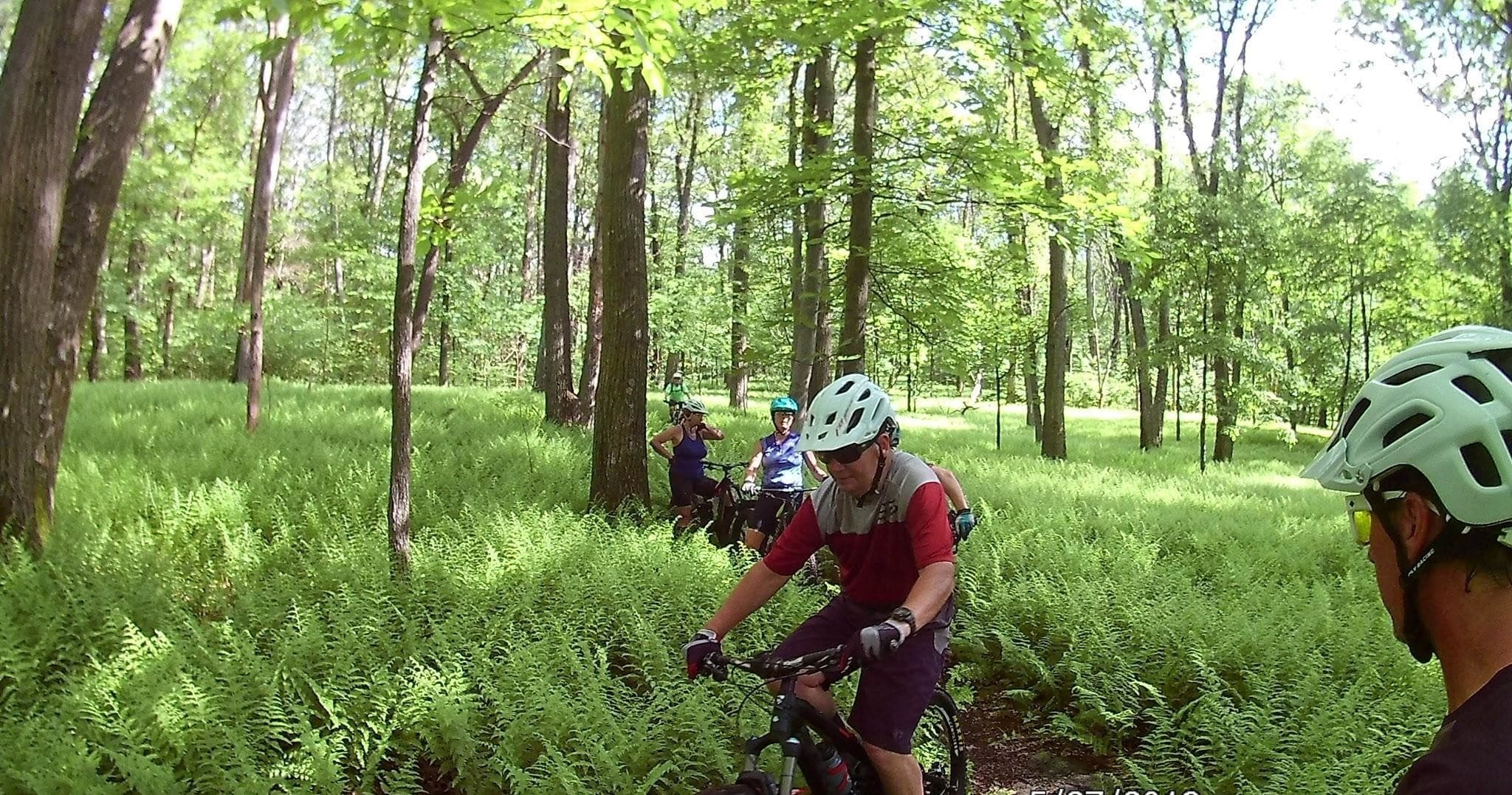 Mountain bikers riding through lush fern-filled forest trail