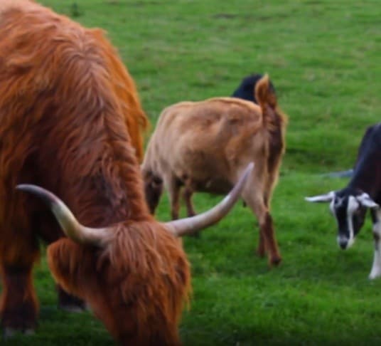 Cuddle Highland Calves at Caldermeade Farm — Intimate 30-Minute Experience Near Melbourne