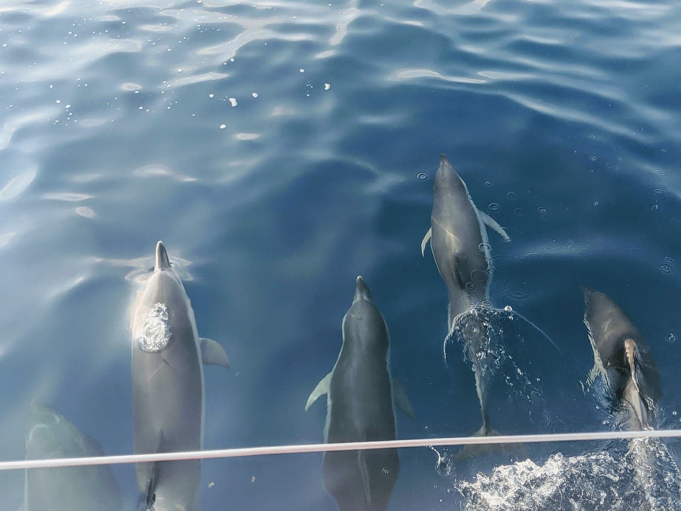 Luxury Sailing Catamaran Cruise from La Herradura — 4-Hour Mediterranean Escape photo 2