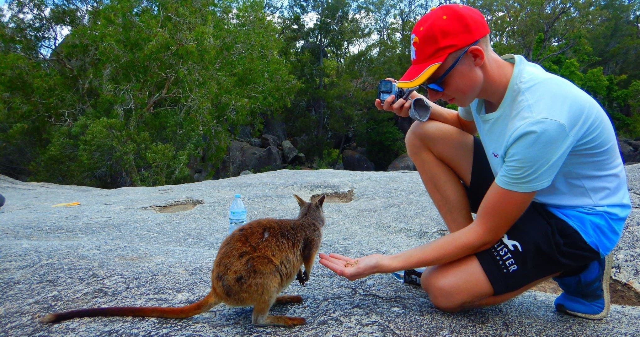 Traveler photographing wild wallaby on granite outcrop in bush