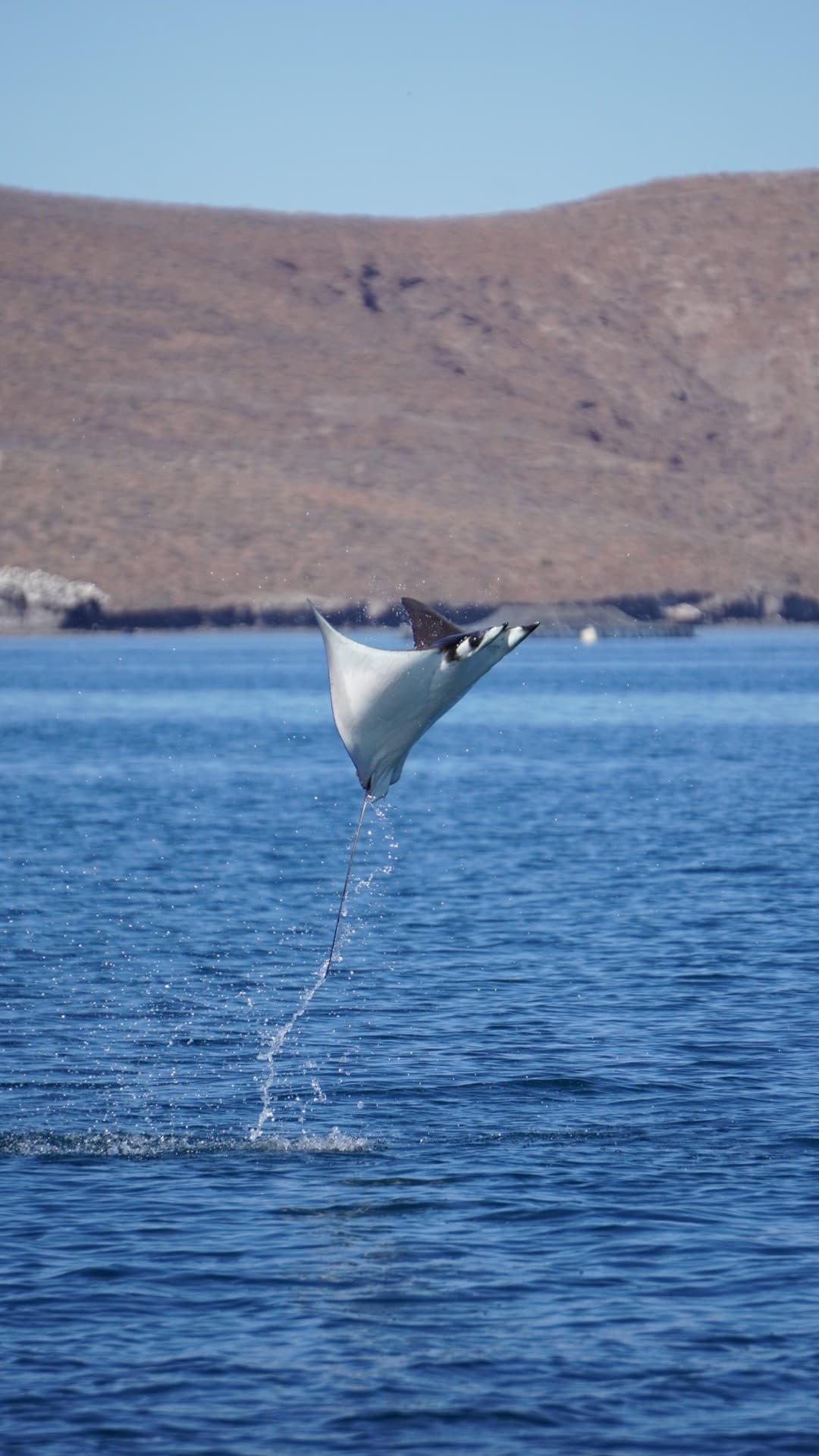 Sea Safari Norte: Snorkel Sea Lions & Dolphins in La Paz photo 4