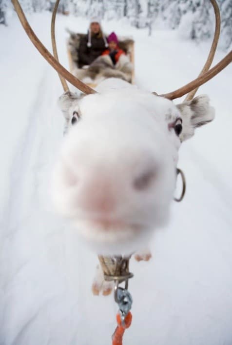 Moonlit Reindeer Safari in Sirkka: Night Ride Under the Northern Lights photo 1