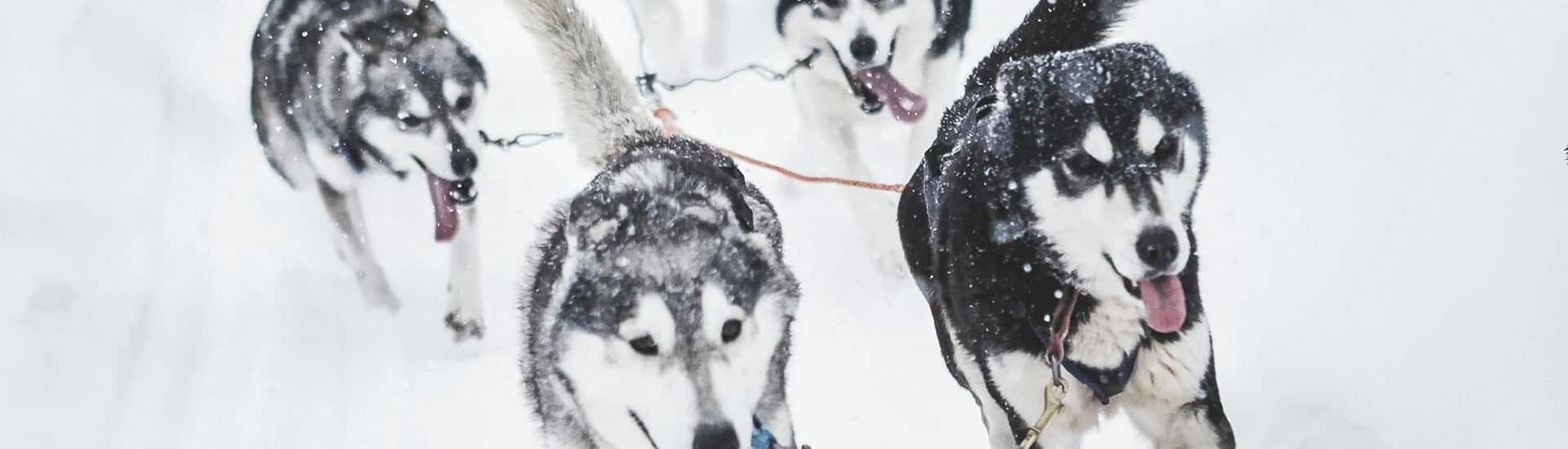 Winter Sports & Husky Safari at Salonki Travels