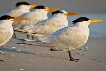 Hands-On Wildlife Interaction Training in Naples, Florida: Discover Birds and Conservation
