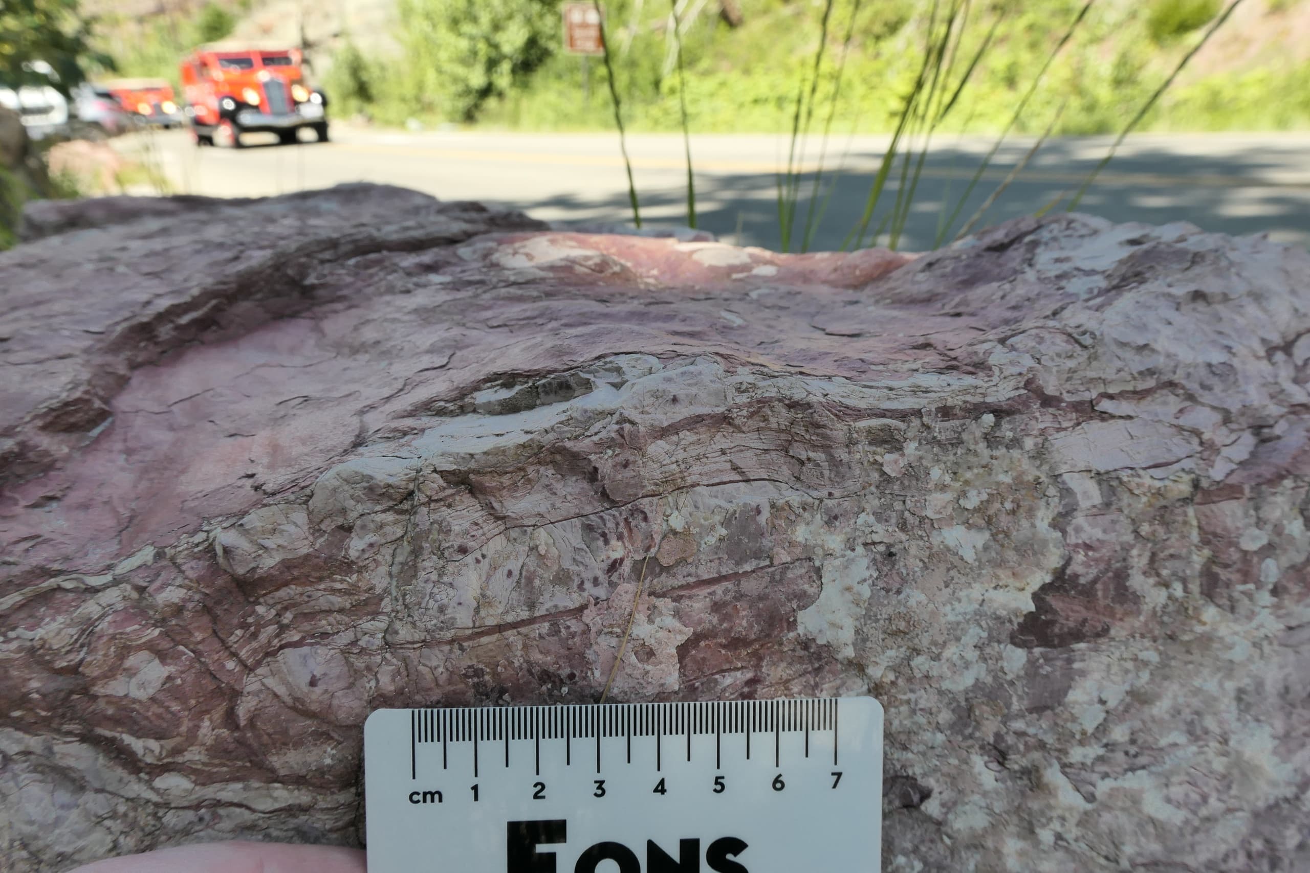 Exploring Stromatolites in Glacier National Park: A Field Course from West Glacier photo 3