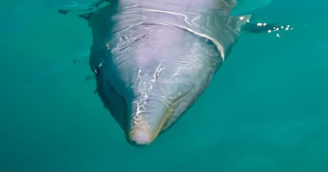 Dolphin surfacing in clear turquoise sea, marine encounter