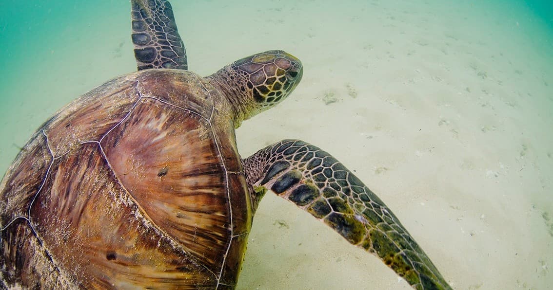 Glass Bottom Boat Turtle Tour on Lord Howe Island
