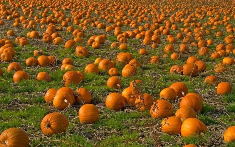 Expansive pumpkin patch in grassy field ready for fall picking