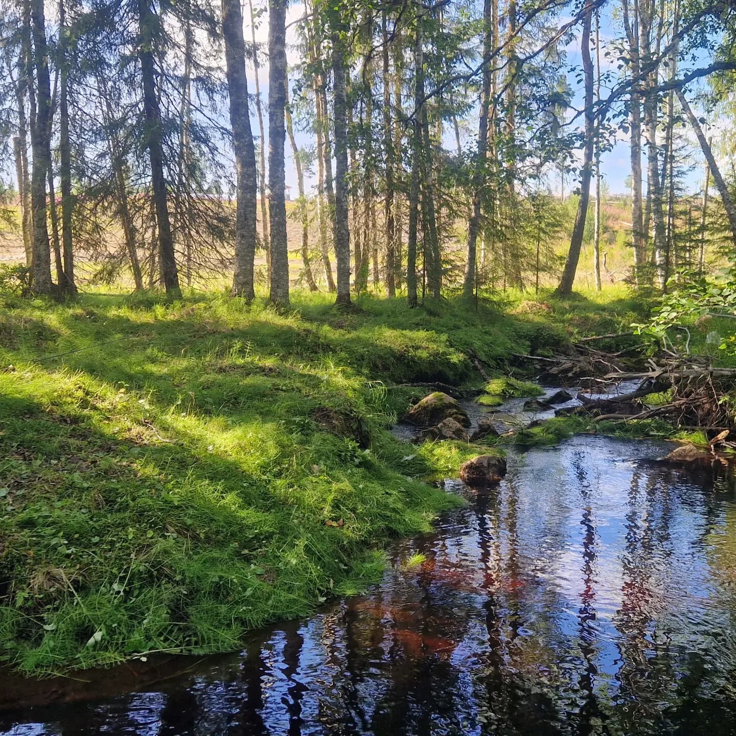 Backfors Fäbodvandring: 3-Hour Hike to Höglidberget and the Öreälven Valley