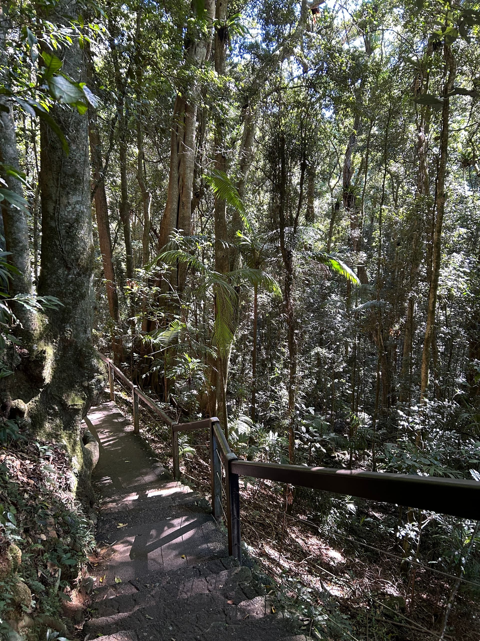 Springbrook & Natural Bridge: Rainforest Waterfalls Day Tour from Gold Coast photo 4