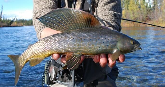 Delta Clearwater Trophy Grayling Day Trip