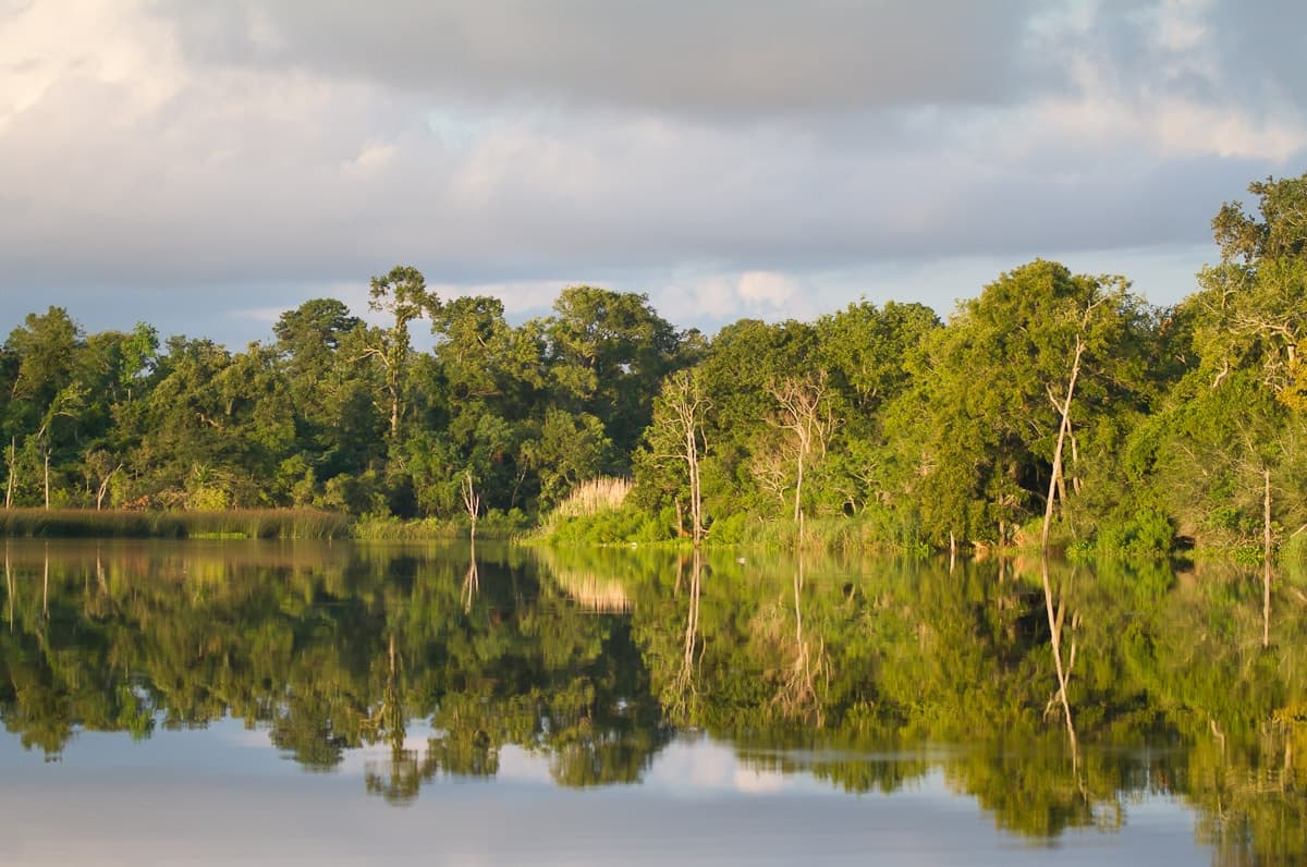 Morning Bayou Wildlife Cruise in Pasadena, TX