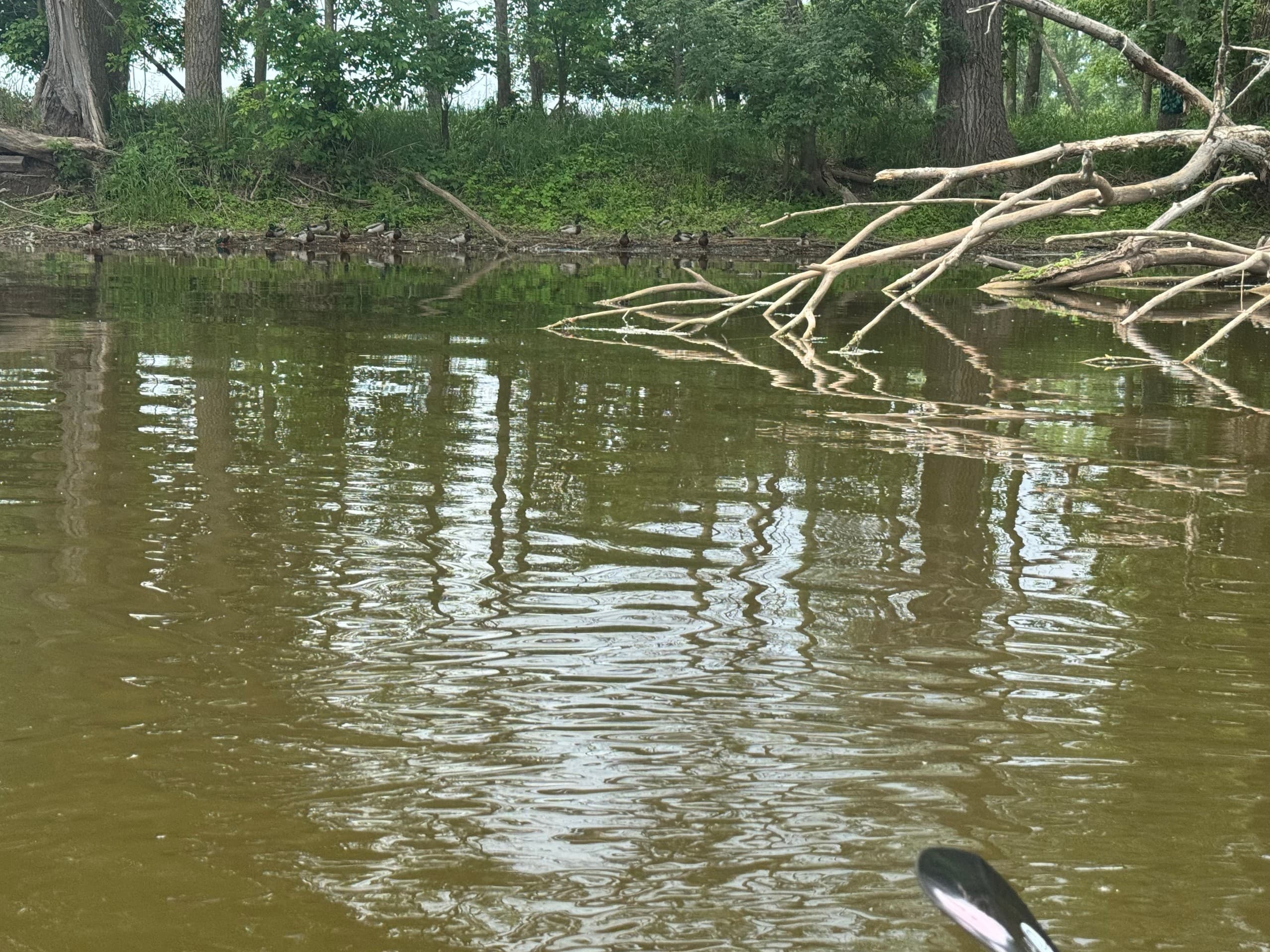 Self-Serve Kayaking on Duck Creek: Phone-Unlock Rentals on the East River Near Bellevue photo 2