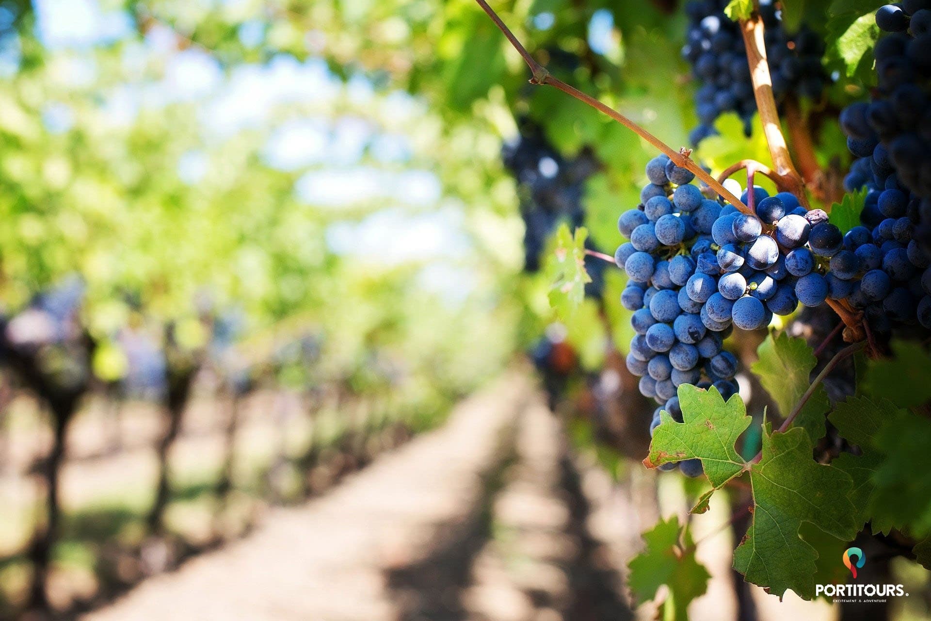 Algarve Wine & Coastal Sights with Portitours