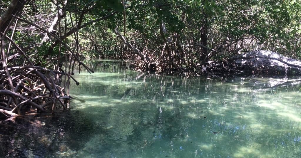 Paddleboard (SUP) Mangrove Tunnel Tour | SUP in Sarasota, Florida