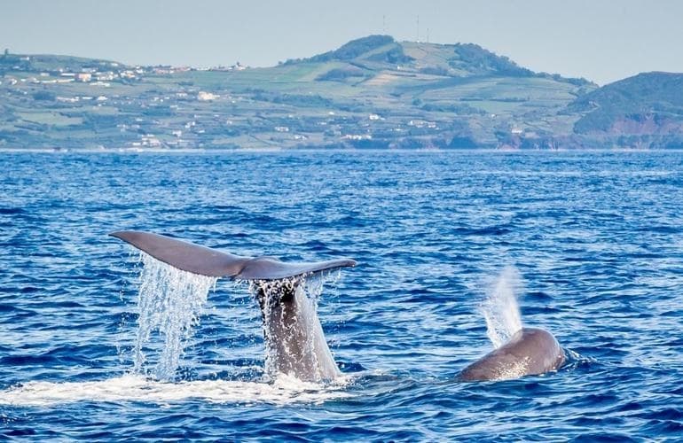 Tailored Outdoor Adventures with Terceira Tours in São Bento
