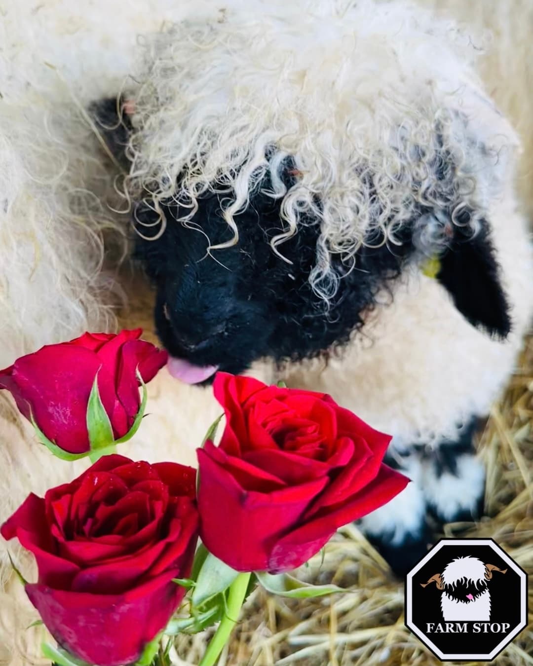 Singles Farm Evening on Aberdeenshire Coast: Adults-Only Animal Meet & Mingle photo 1