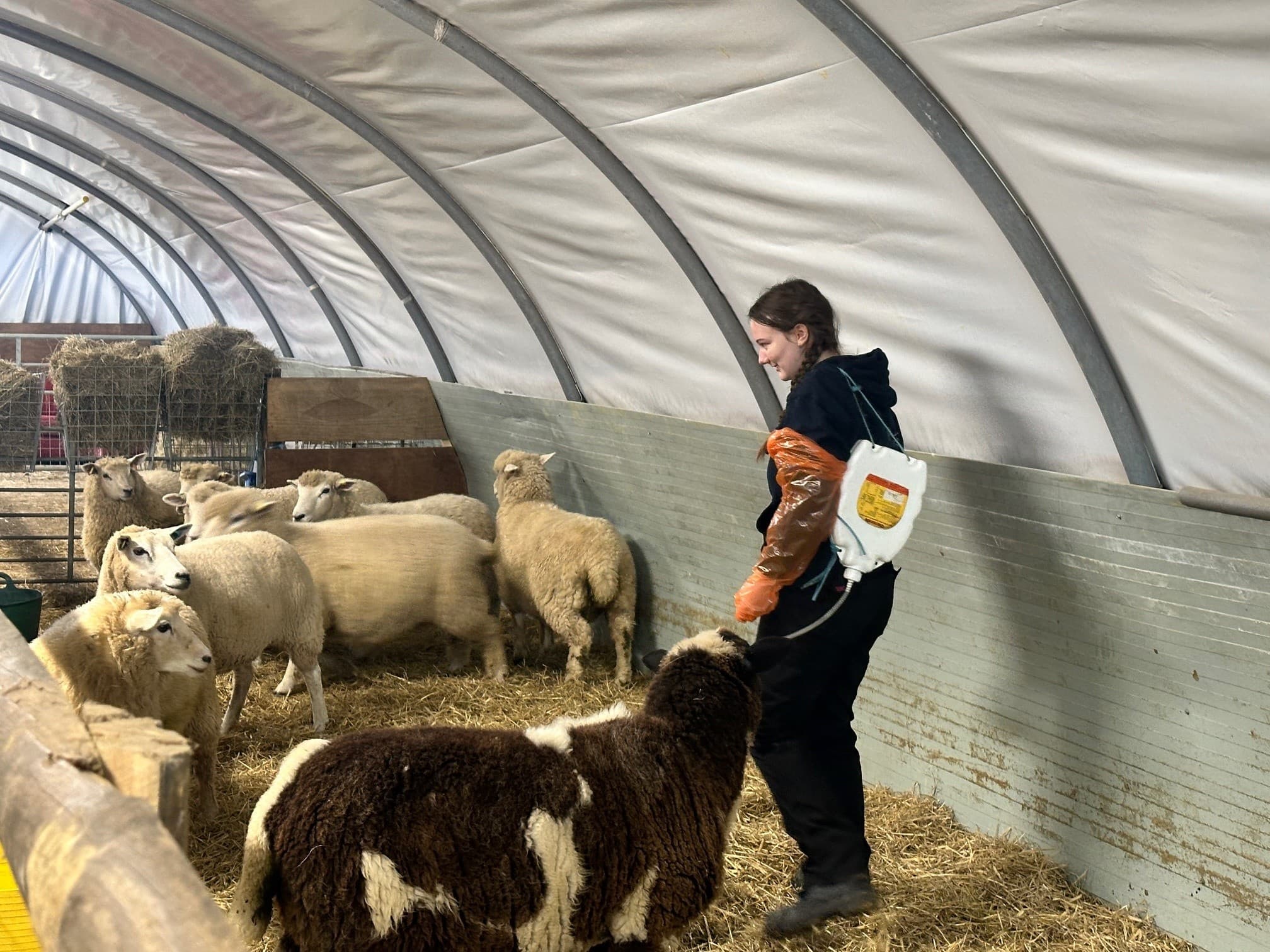 Introduction to Sheep Keeping Course in Dover: Hands-On Farm Skills & Animal Health photo 2