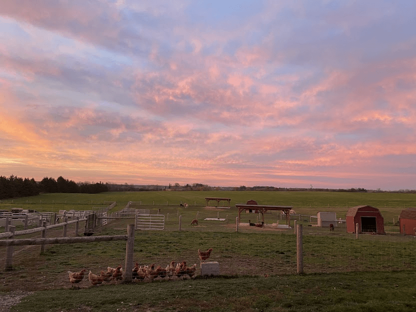 Farm Glamping Stay with Highland Cows & Alpacas in Ontario