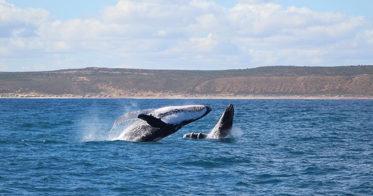 Whale Watching with Kalbarri Rock Lobster Tour & Charter
