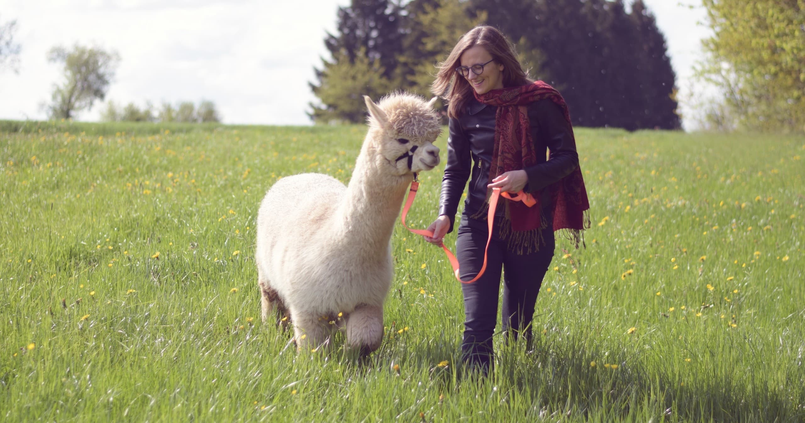 Alpaca Walk Near Bad Liebenzell — Auszeit für Körper & Geist