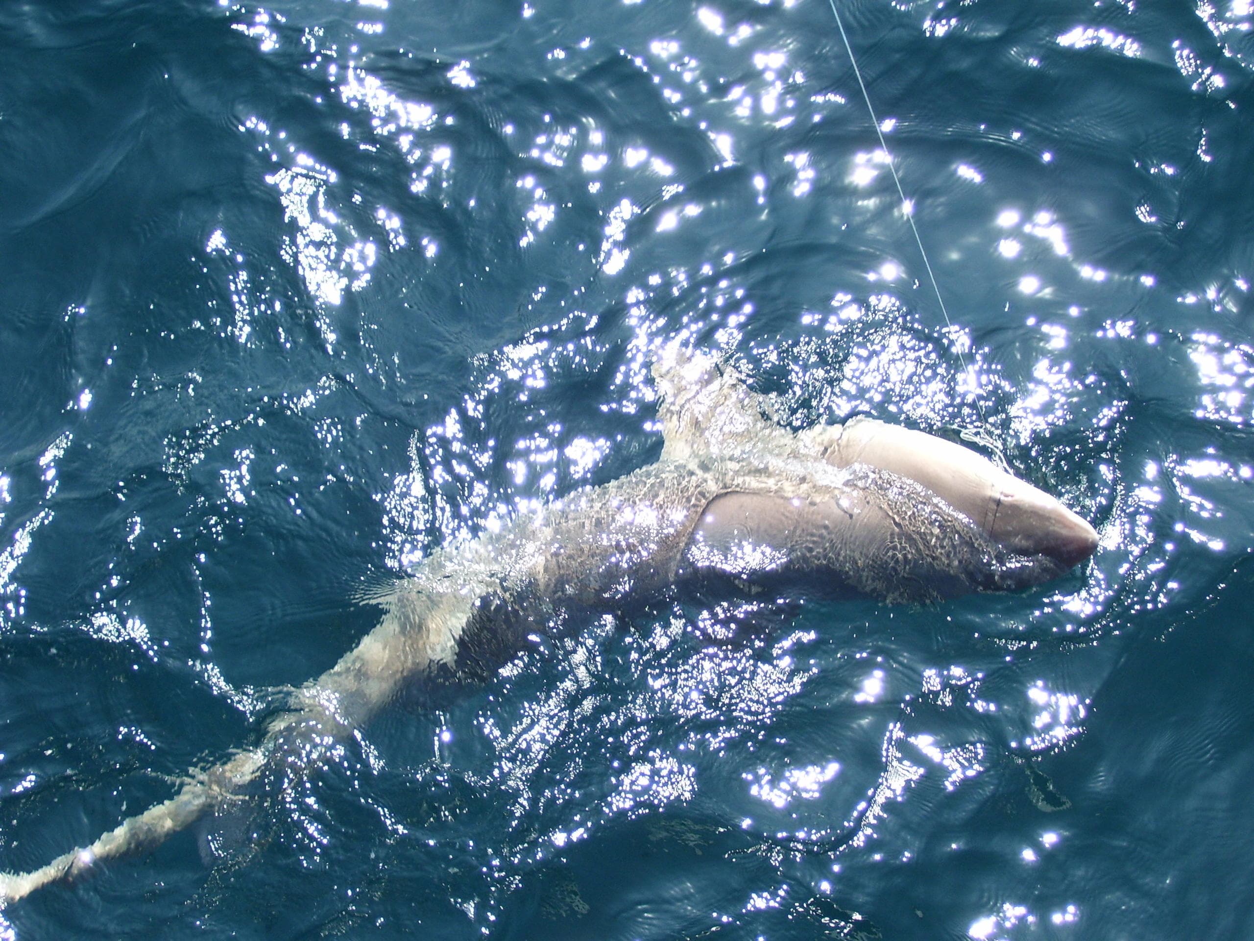 Night Shark Fishing with Voyager Fishing Charters