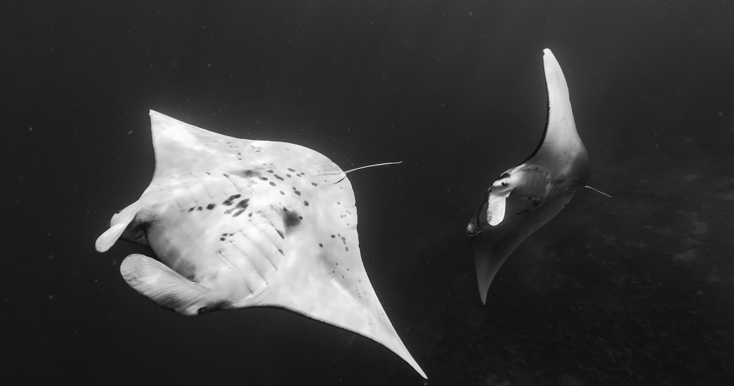Night Manta Ray Snorkel with Ocean Eco Tour in Kailua-Kona